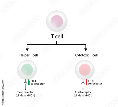 T Cell, helper T cell and cytotoxic T cell, CD Antigen Types., CD4 And CD8. Vector Illustration	
