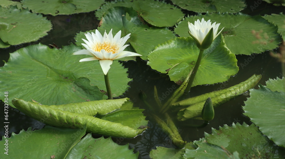 Portrait of beautiful white lotus flowers growing on the water. White water lily Portrait of beautiful white lotus flowers growing on the water. White water lily