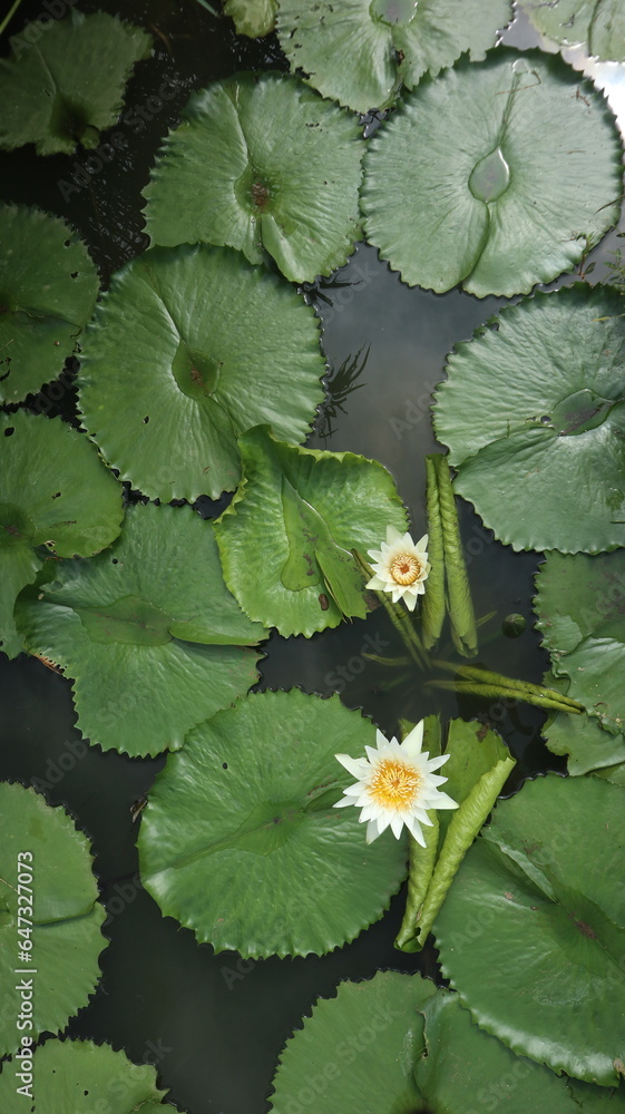 Portrait of beautiful white lotus flowers growing on the water. White water lily Portrait of beautiful white lotus flowers growing on the water. White water lily