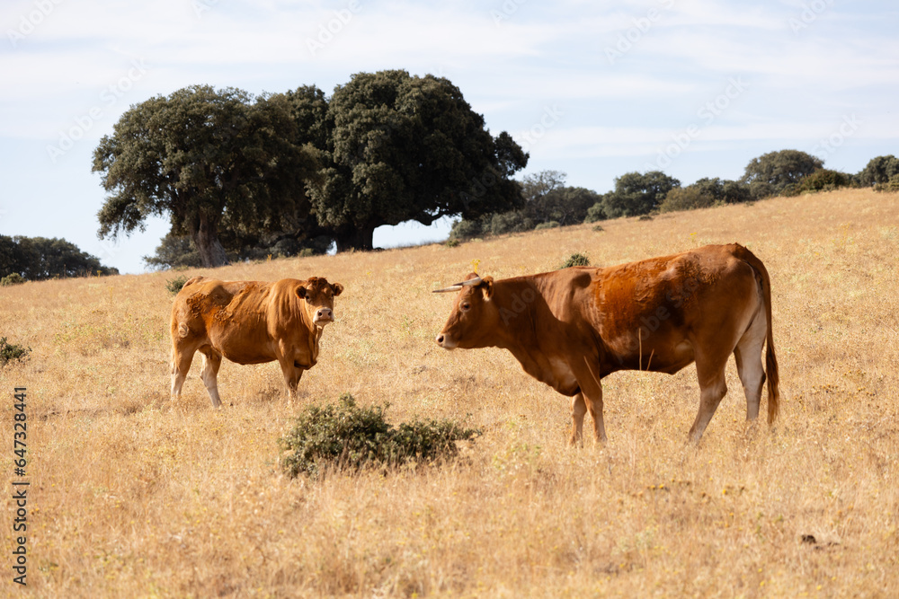 Cows in the fields of Salamanca, Spain