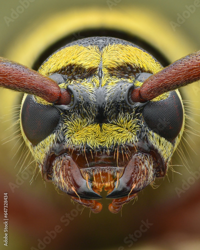 Portrait of the head of a black and yellow Longhorn Beetle mimicking a wasp, isolated (Plagionotus detritus) photo