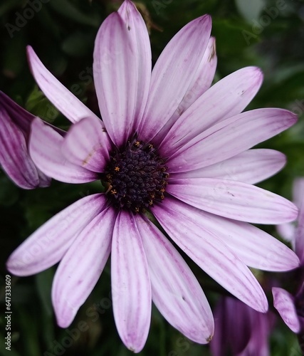 The Flower Violet color 