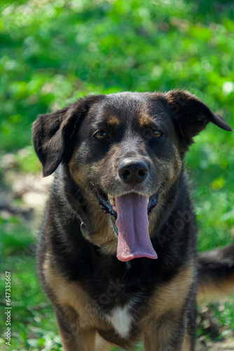 Portrait of a black mixed breed dog