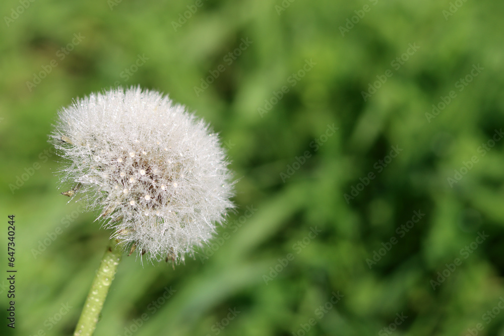 Dandelion with dew drops on green grass in the garden. White dandelion close up photo. Environment conversation concept. Green blurry background with copy space. Dandelion with dew drops on green grass in the garden. White dandelion close up photo. Environment conversation concept. Green blurry background with copy space.