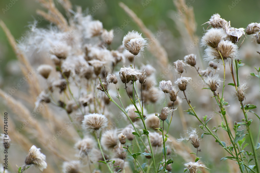 Cirsium arvense - sow thistle, weed in autumn with seeds in the wild Cirsium arvense - sow thistle, weed in autumn with seeds in the wild