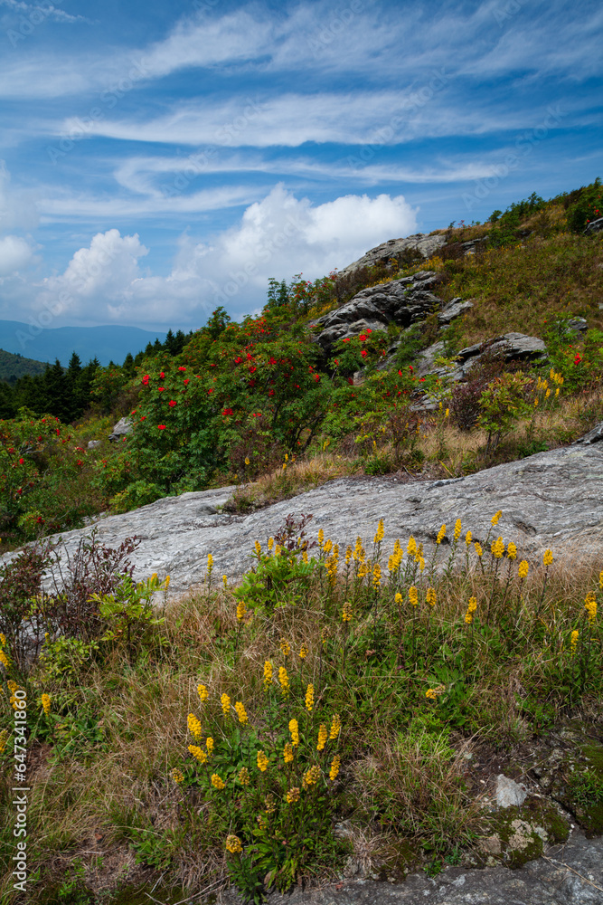 Fototapeta premium Art Loeb Trail on Black Balsam, Pisgah National Forest