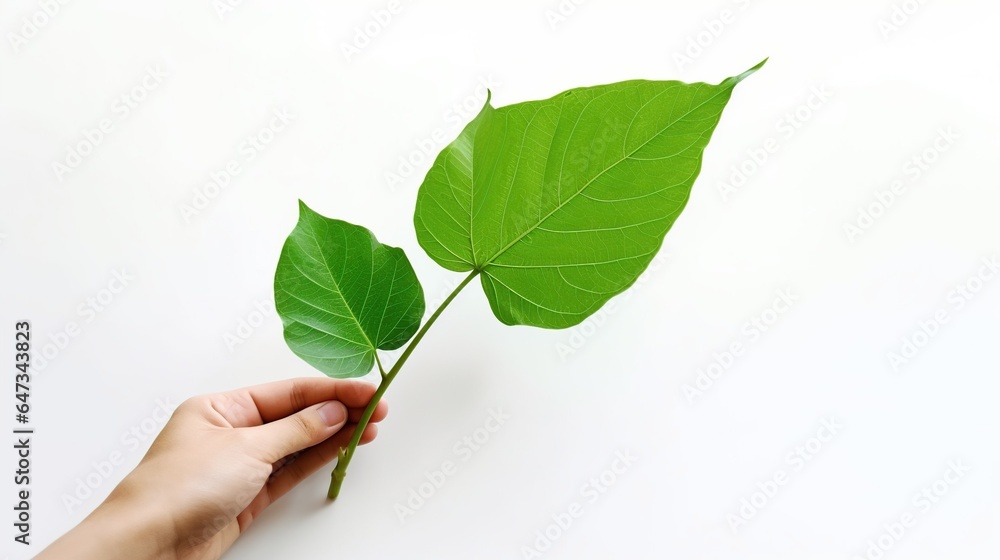 Hand holding green leaf isolated white background. AI generated Hand holding green leaf isolated white background. AI generated