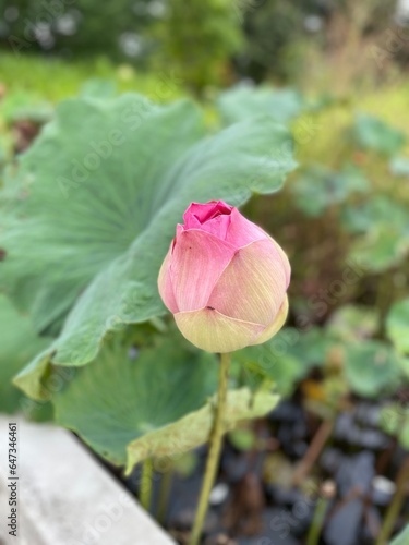 pink lotus flower