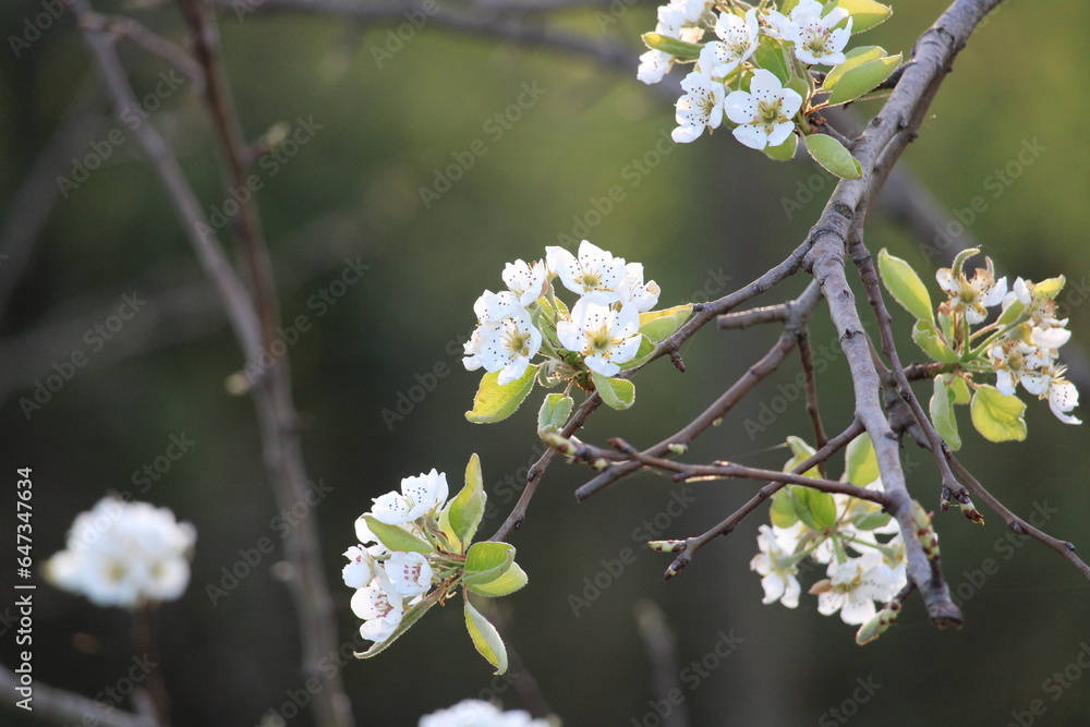 Close-up of white cherry blossoms in spring Close-up of white cherry blossoms in spring