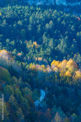 autumn colors green yellow orange on trees in nature