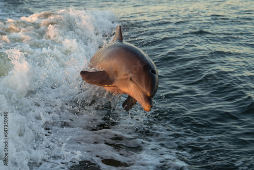 Bottle Nose Dolphin Jumping at Sunset