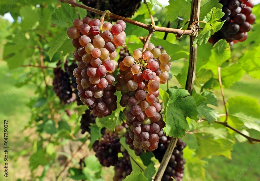Pinot Gris grapes with multicolored berries, hanging on vine in early September