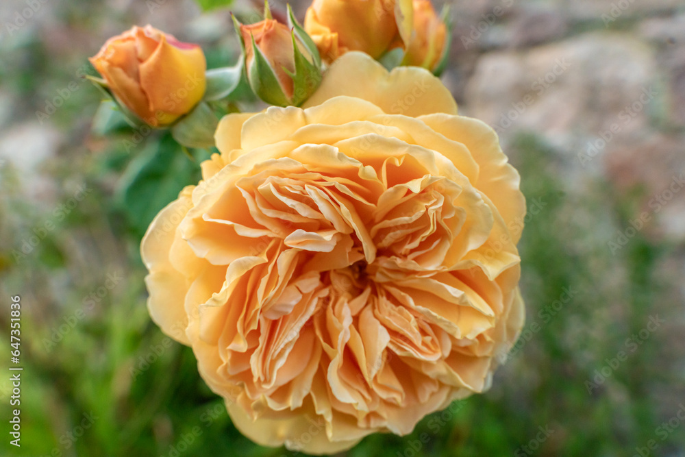 orange flower in the garden orange flower in the garden