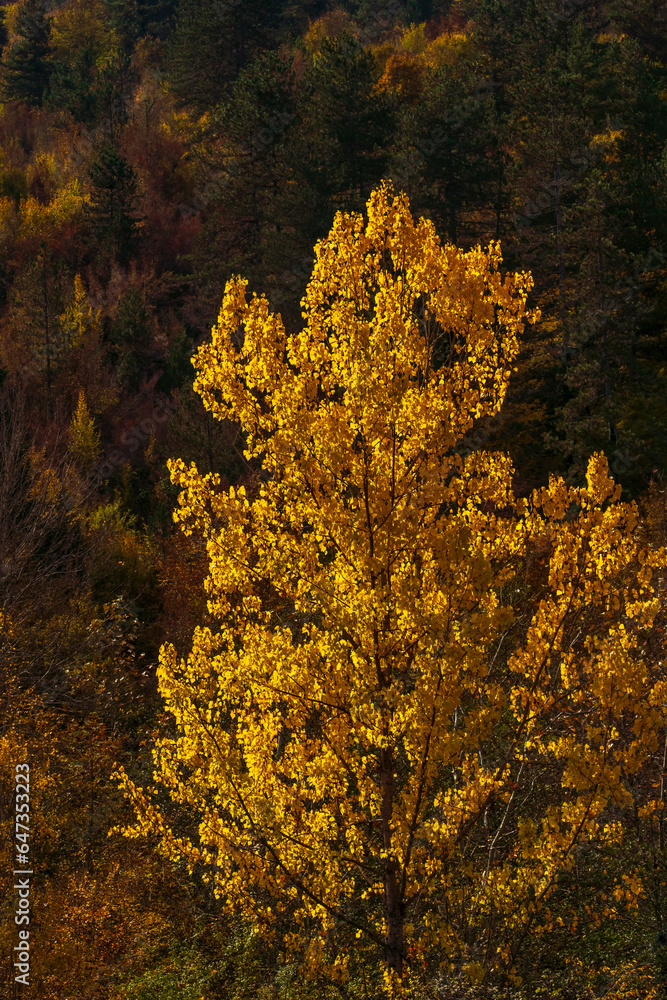 autumn colors green yellow orange on trees in nature