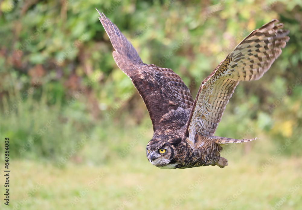 Fototapeta premium Great-horned owl flying in the forest on green background, Quebec, Canada