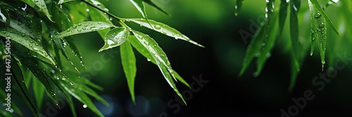Horizontal banner of bamboo branches with raindrops. Place for text. Generative AI © 22_monkeyzzz