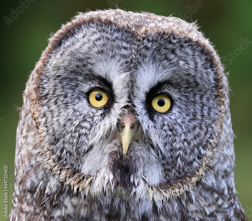 Very detailed Great Grey Owl head isolated on green background
