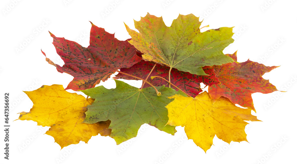 Obraz premium Feuille morte d'érable en automne 