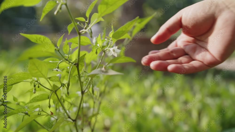 A man's hand touches a flower of a blooming chili pepper. The farmer checks the condition of his crop. Eco-friendly cultivation on eco-farms A man's hand touches a flower of a blooming chili pepper. The farmer checks the condition of his crop. Eco-friendly cultivation on eco-farms