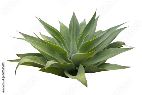 Cutout of an isolated Foxtail Agaves plant  with the transparent png