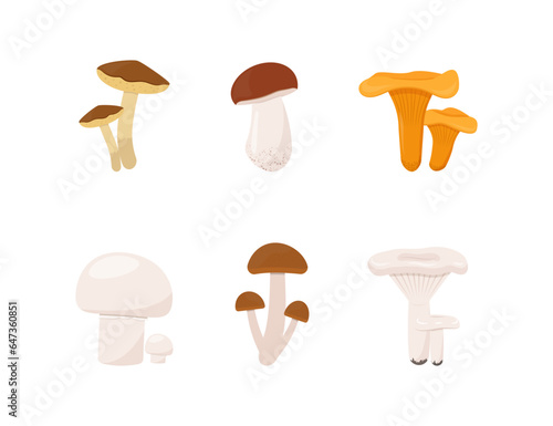 Edible forest mushrooms set vector illustration on white background