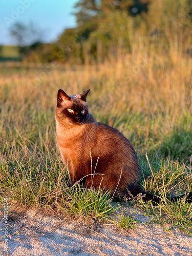 cat, fox, animal in the grass
