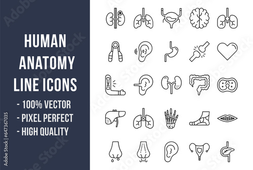 Human Anatomy Line Icons