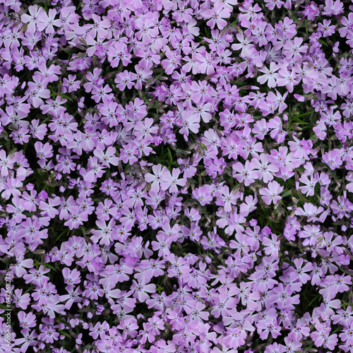 Seamless pattern of pink background from flower  Phlox subulate. Top view background  texture