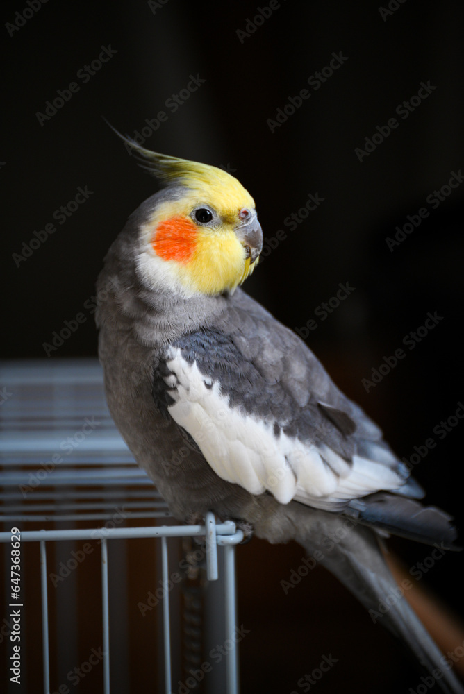 cockatiel on top of his cage dark background cockatiel on top of his cage dark background