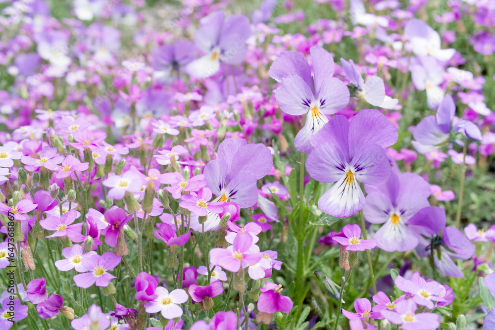 Pink garden flowers Pink garden flowers