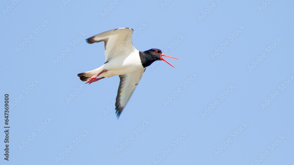 Fototapeta premium white stork in flight