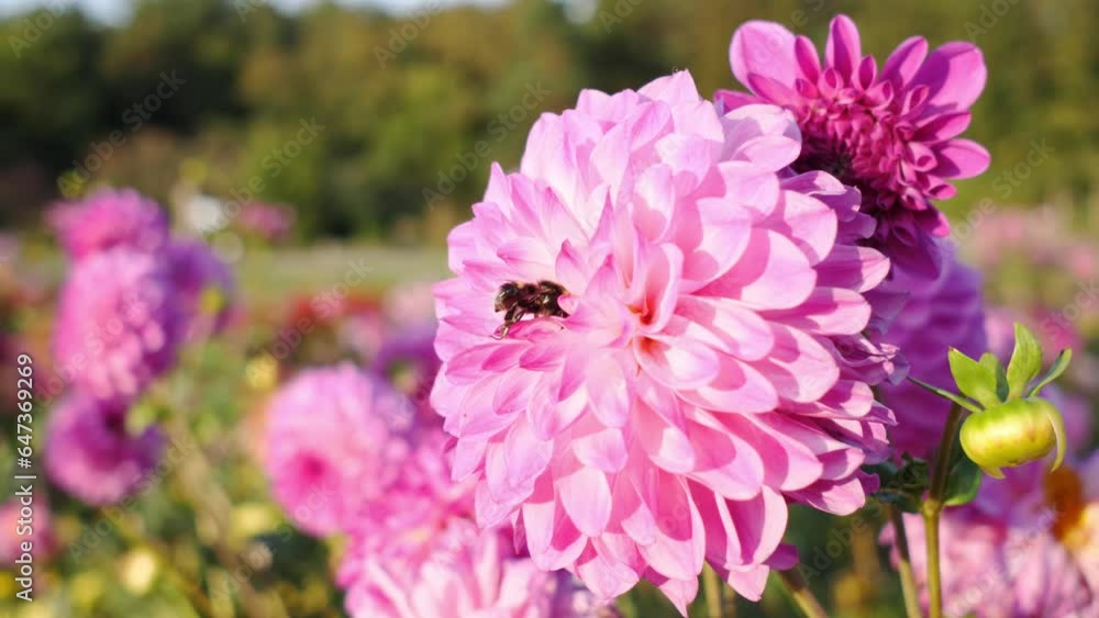 pink flower and bumblebee inside extracts nectar pink flower and bumblebee inside extracts nectar