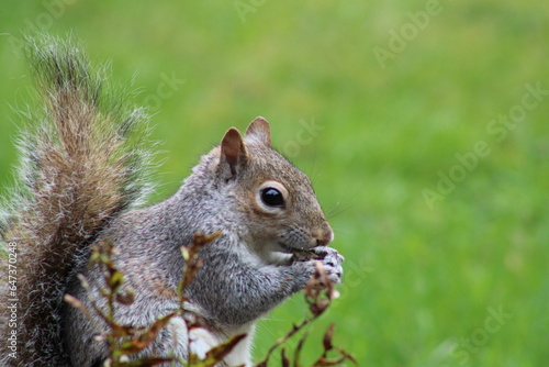 squirrel in the park