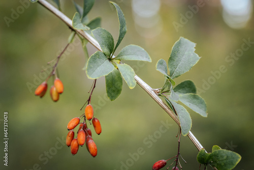 Berberis Thunberga with red fruits in autumn. Healthy red berries in the forest. Soft selective focus photo