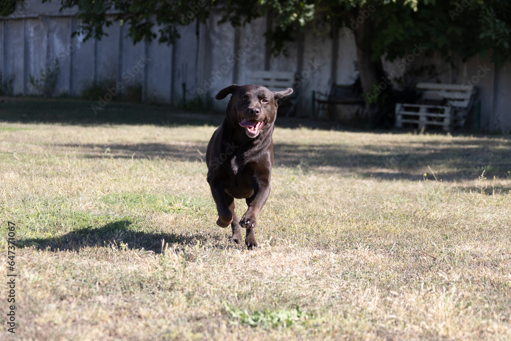 Brown chocolate labrador on green grass of aviary. Large portrait. Tongue stuck out. Beautiful young Labrador Retriever dog posing on green grass. Beautiful portrait of purebred brown chocolate dog Brown chocolate labrador on green grass of aviary. Large portrait. Tongue stuck out. Beautiful young Labrador Retriever dog posing on green grass. Beautiful portrait of purebred brown chocolate dog