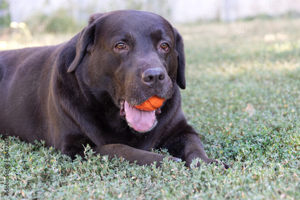 Brown chocolate labrador on green grass of aviary. Large portrait. Tongue stuck out. Beautiful young Labrador Retriever dog posing on green grass. Beautiful portrait of purebred brown chocolate dog Brown chocolate labrador on green grass of aviary. Large portrait. Tongue stuck out. Beautiful young Labrador Retriever dog posing on green grass. Beautiful portrait of purebred brown chocolate dog