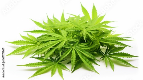 Green cannabis leaves isolated on white background, copy space