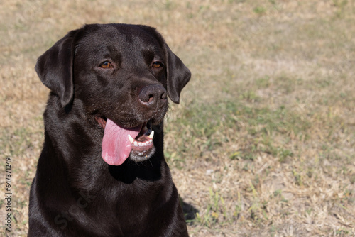 Brown chocolate labrador on green grass of aviary. Large portrait. Tongue stuck out. Beautiful young Labrador Retriever dog posing on green grass. Beautiful portrait of purebred brown chocolate dog