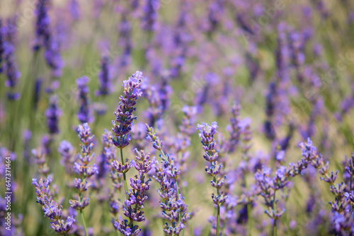 Lavender flowers. Blooming lavender field © Philipp Berezhnoy