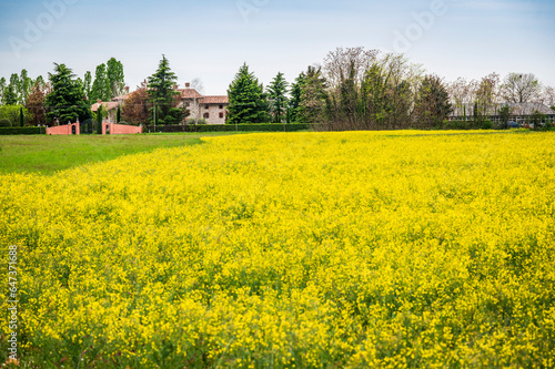 Flowers among the rapeseed fields.