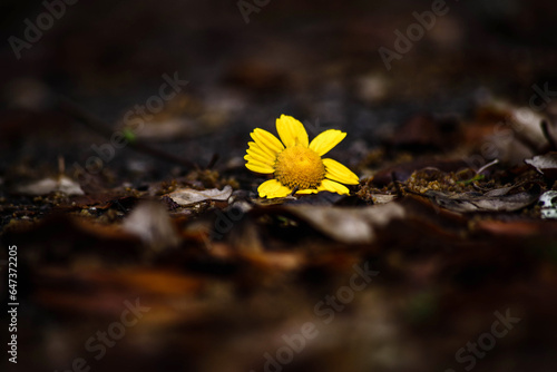 Flor amarilla 