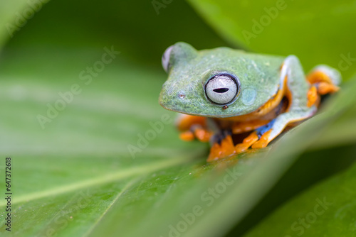 Green tree flying frog ( Rhacoporus rheinwarditii ) is in its habitat