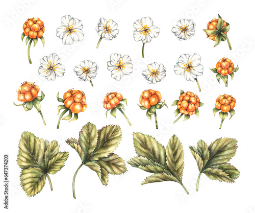Watercolor set of berries, cloudberry flowers on a white background