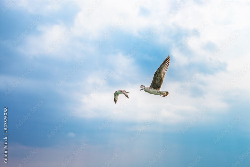 Obraz premium Wild birds in the sky. Birds flying. Seagulls flying against blue sky. Seagull soaring in the sky. Seabird In Flight. 