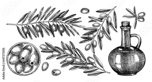 Olive tree branches collection. Fruit in a bowl, glass bottle, olives sketches. Hand-drawn vector illustration. Oil packaging design elements