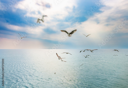 Many birds, a group of seagulls flying in the sky before sunset or sunrise over the sea. Birds over the water. Beautiful nature