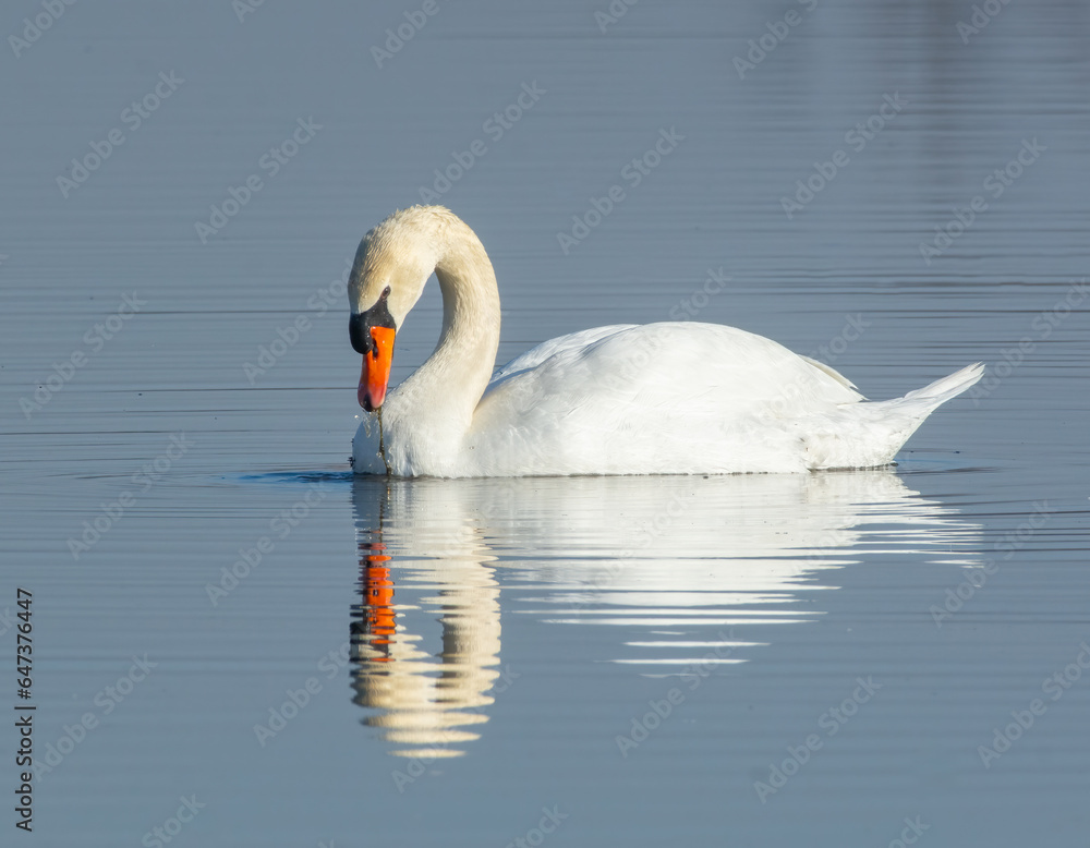 Naklejka premium Mute swan on pond