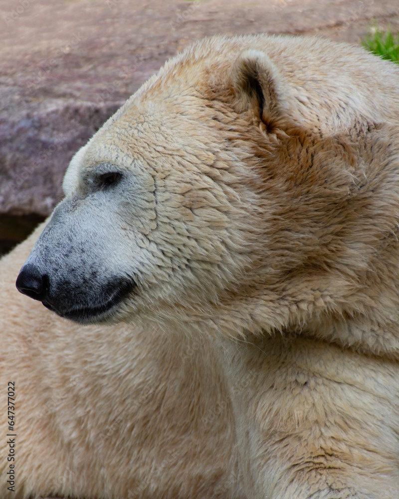 Obraz premium Polar white bear in the zoo. Animal with thick skin. Big strong carnivorous mammal. Closeup photo