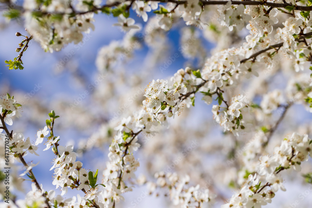 cherry in the orchard blooms with white flowers cherry in the orchard blooms with white flowers
