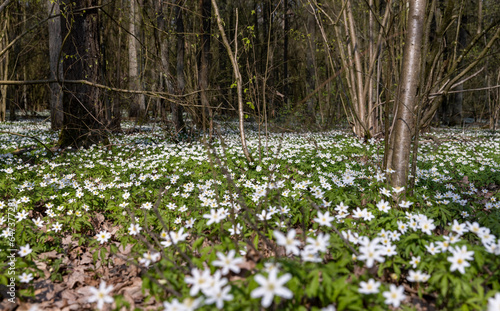 Fototapeta Naklejka Na Ścianę i Meble -  the first spring flowers of anemone are white in a mixed forest